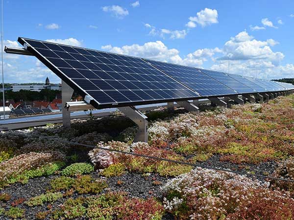 Photovoltaik oder Dachbegrünung? Ein Solargründach bietet beides